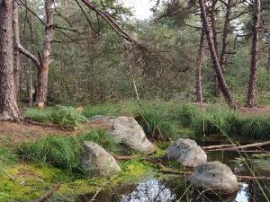 Rando du côté de Champcueil en Essonne (91)