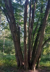 Rando , vêtements optionnels (60)